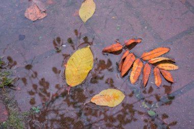 Sarı yapraklar sonbaharda su birikintisinin yüzeyinde yatar. Yüzen sonbahar yaprağı. Sonbahar yaprakları yağmur birikintisinde. Güneşli sonbahar yaprakları. Ekim havası, Kasım doğa geçmişi.