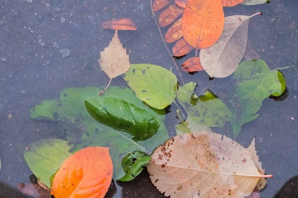 Sárga lehullott levelek fekszenek a tócsa felszínén ősszel. Őszi szezon levelek esőpocsolyában. Napos őszi lombozat. Október időjárás, november természet háttér. — Stock Fotó