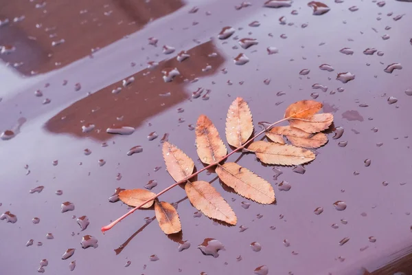 Jesienne liście na masce samochodu.Jesienny kolorowy pojedynczy liść na metalowej czerwonej masce samochodu pokrytej kroplami deszczu. Deszczowy, zimny jesienny rozkład.Jesienne liście — Zdjęcie stockowe