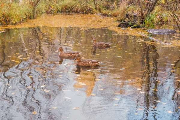 Осінній ставок покритий красивим жовтим і оранжевим листям. Милі качки плавають у ставку. Теплі осінні кольори. Річка з дикими качками, що плавають у воді, осінній пейзаж, жовте листя навколо — стокове фото