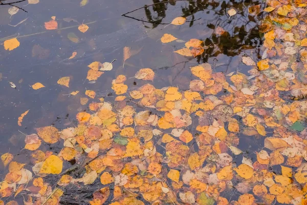 Őszi tó borított gyönyörű sárga és narancssárga levelek. Meleg őszi színek.színes levelek lebegnek a vízben, őszi táj, sárga levelek mindenhol — Stock Fotó