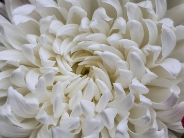 Lüks ve zarif kasımpatı ya da paskalya tomurcuğu ve çiçek yaprakları. Güneş ışığında güzel ritmik çiçekler açarlar. Taze yapraklar, canlı renklerde beyaz çiçek yaprakları..