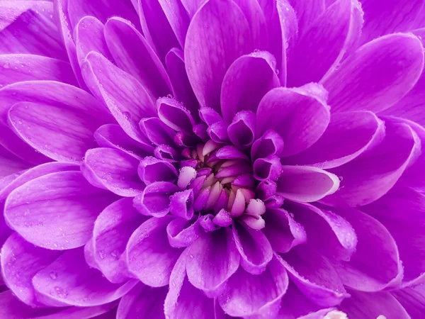 stock image Luxurious elegant chrysanthemum or aster bud and petals of the flower. Beautiful rhythmical blossom in sunlight. Fresh foliage , purple flower petals as background in vibrant color.