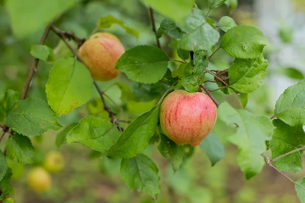 Las manzanas rojas crecen en una rama entre el follaje verde.Manzanas orgánicas que cuelgan de una rama de árbol en un huerto de manzanas. jardín lleno de frutas arrancadas — Foto de Stock