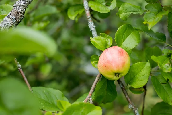 Red apples grows on a branch among the green foliage .Organic apples hanging from a tree branch in an apple orchard. garden full of riped fruits — Stock Photo, Image