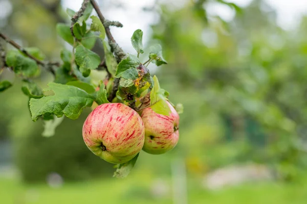 Las manzanas rojas crecen en una rama entre el follaje verde.Manzanas orgánicas que cuelgan de una rama de árbol en un huerto de manzanas. jardín lleno de frutas arrancadas — Foto de Stock