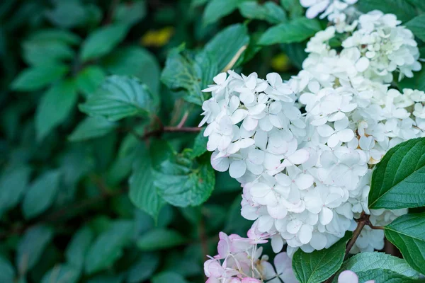 낭만적 인 Hydrangea arborescens Annabelle, by the low night sun in summer. 아름다운 커다란 하이 드란게아 판시 카타 꽃들이 꽃봉오리를 싸고 있다 — 스톡 사진