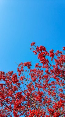 Mavi gökyüzüne karşı kırmızı viburnum. Ağaç dallarında kırmızı meyveler. Sonbahar berileri. Güneşli bir günde ağaç dalında viburum meyvesi kümeleri. Boşluğu kopyala