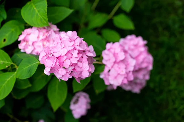 Stora djupa rosa hortensia blommor - augusti sommar blomma. buske av blommande färgglada levande rosa hortensior blommor på sina grenar och gröna blad. — Stockfoto