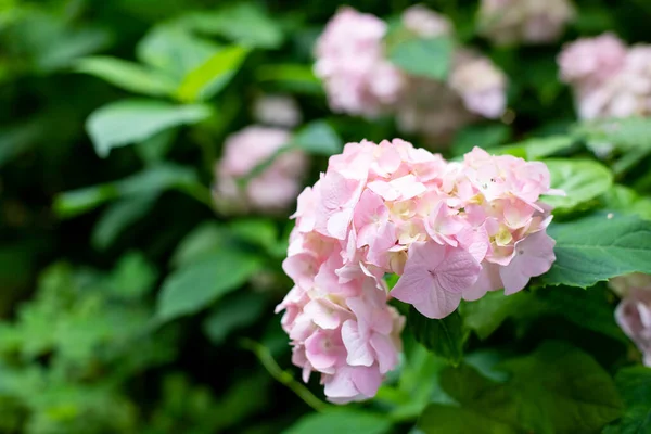 Крупная глубокая розовая гипсовая гипсома - августовский летний цветок. куст цветущие красочные яркие розовые гортензии цветы на своих ветвях и зеленые листья. — стоковое фото