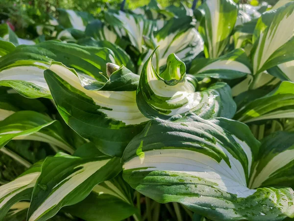 Zöld-fehér levelek a khosta nyáron a kertben.Textúra nyári khosta levelek cseppek az eső.Szelektív fókusz. — Stock Fotó