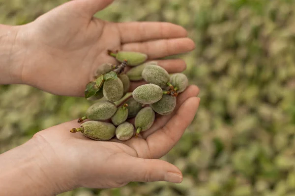 Female hands holding green almonds. Selective focus.