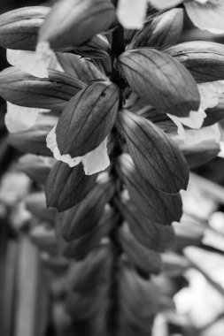 siyah ve beyaz çiçek tomurcukları bir çizgi üzerinde yakın 