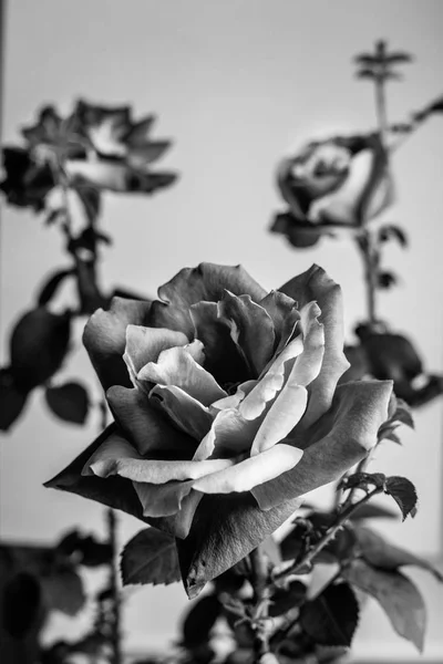 a trio of blooming roses in black and white