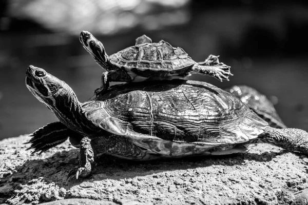 bir çift kaplumbağa mola güneşin Marbella, İspanya