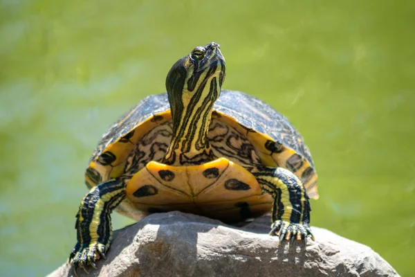 Curious Turtle Having Look Rock Pond Stock Photo
