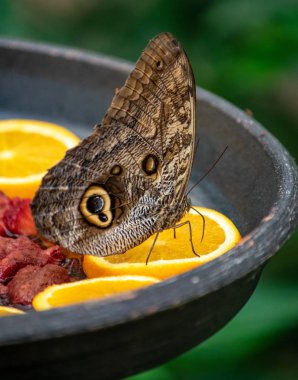 Marbella yerel bir bahçede turuncu bir dilim üzerinde besleme tek bir kelebek 