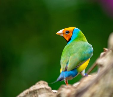 bir oturum açma Gouldian Finch inanılmaz bir çekim tünemiş 