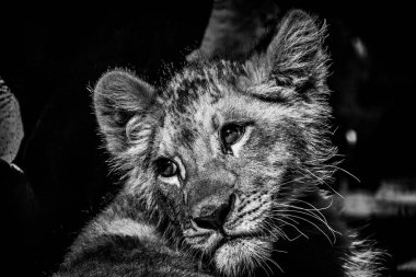 Siyah ve beyaz gölgede bir molası verdikten bir bebek aslan yavrusu güzel bir portresi 