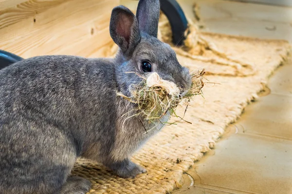 Benim bunny bir yüz saman dolu ile güzel bir fotoğraf. Bunu genç bir yuva yaparak sahip hazırlık yapıyorlar.