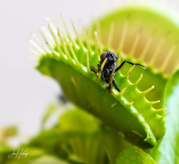 Fotografia Makro Fly Który Został Złapany Wewnątrz Zakładu Venus Pułapkę — Zdjęcie stockowe