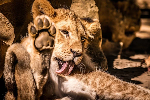 Güneşte rahatlatıcı ederken kendini temizleme bir bebek cub arsız bir kadeh 