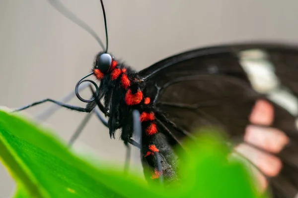 Nahaufnahme Eines Schwarz Roten Schmetterlings Auf Einem Blatt Schmetterlingsgarten Benalmadena — Stockfoto