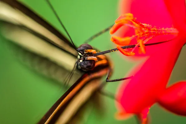 Una Imagen Macro Cerca Una Mariposa Rayada Blanco Negro Alimentándose — Foto de Stock