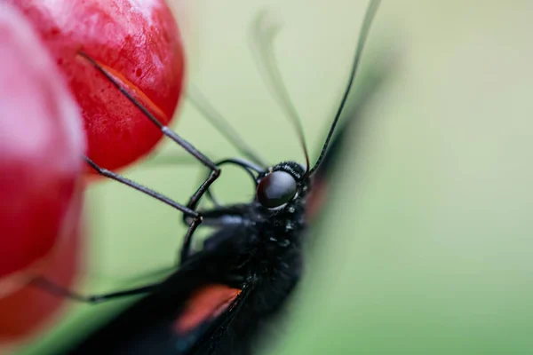Una Imagen Macro Una Mariposa Negra Roja Alimentándose Una Flor — Foto de Stock