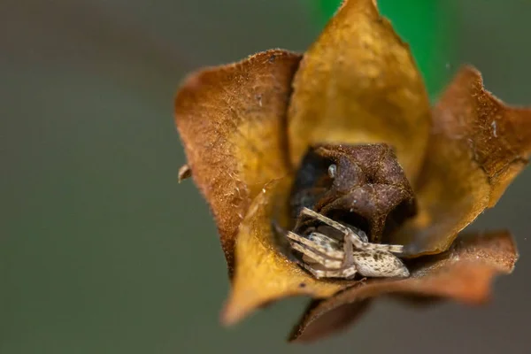 Una Imagen Macro Una Araña Tratando Esconderse Dentro Una Cabeza —  Fotos de Stock