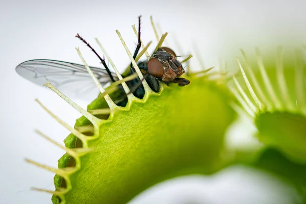 a hungry venus fly trap feeding on a common green bottle fly