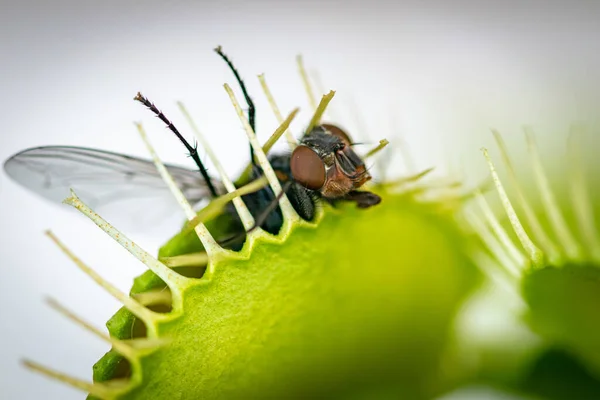 Bardzo Głodna Pułapka Muchy Wenus Żywiąca Się Zieloną Muchą — Zdjęcie stockowe