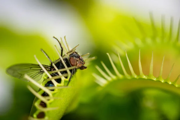 Pojedyncza Mucha Domowa Zjadana Przez Głodną Roślinę Pułapkę Muchy — Zdjęcie stockowe