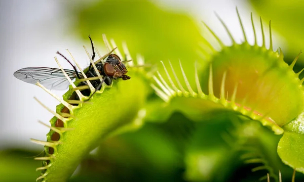 Unlucky Common House Fly Being Eaten Hungry Venus Fly Trap — Stock Photo, Image
