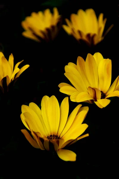 a collection of yellow flowers opening in the morning sun isolated with black background