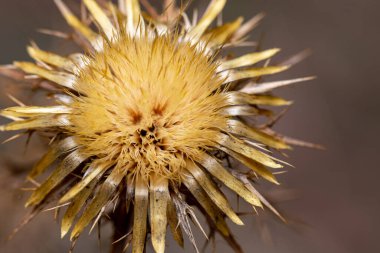 Tohumlarını yaymaya hazır bir devedikeni görüntüsü.