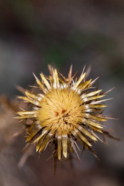 Tek bir devedikeni çiçeği bir sonraki bitki neslini yaymaya hazır. 