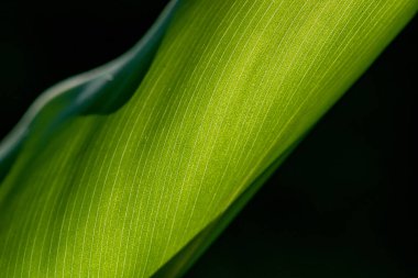 Tek bir izole muz yaprağı gün ışığıyla aydınlanıyor. 