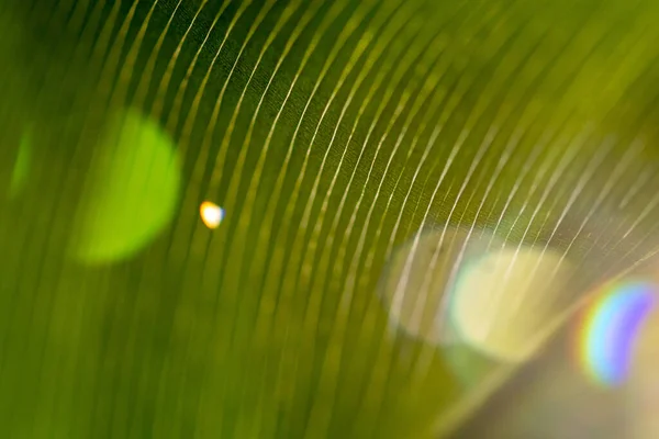 Una Imagen Macro Una Hoja Plátano Luz Del Sol Mañana —  Fotos de Stock