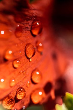 Fırtınadan sonra yağmur damlalarıyla kaplı kırmızı bir çiçek yaprağının makro görüntüsü. 