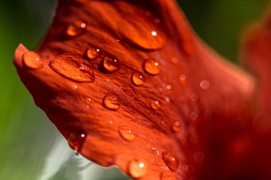Kırmızı bir çiçeğin yaprağında yağmur damlaları koleksiyonu.