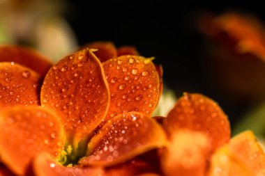 Bir sabah duşundan sonra yağmur damlalarıyla kaplanmış portakal çiçeği yaprakları. 