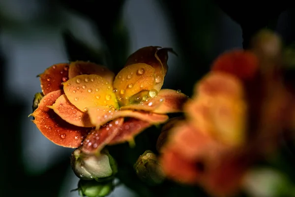a orange flower in shadows and morning sunlight covered in raindrops