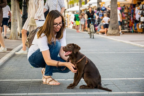 Eğitimden Sonra Çömelmiş Çikolatalı Labrador Öven Bir Kadın Model — Stok fotoğraf