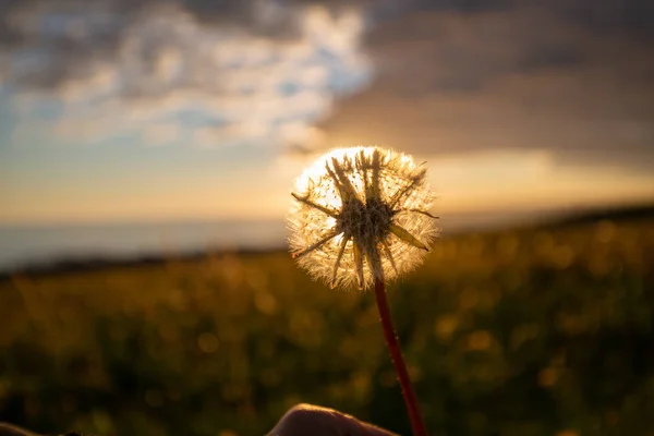 Vacker Vit Fluffig Maskros Blomma Växer Ängen Vid Solnedgången — Stockfoto