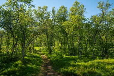 Güneşli bir günde sonsuz ormanın resimsel manzarası