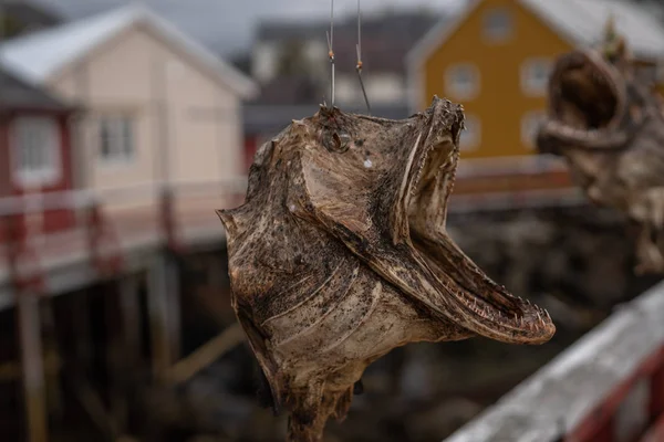 Geleneksel kurutulmuş balık ipte sallanıyor şehir bulanık arka planda, Lofoten, Norveç