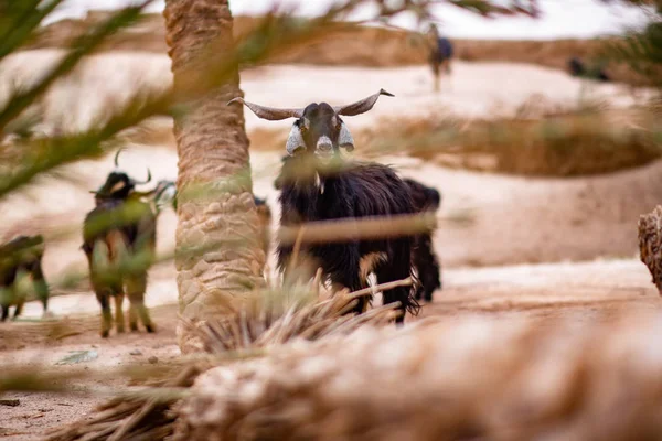 Cabras Pastando Planície Dia Ensolarado Marrocos — Fotografia de Stock