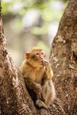 Sedir ormanlarında dinlenen Berberi Makak maymunu, Fas 
