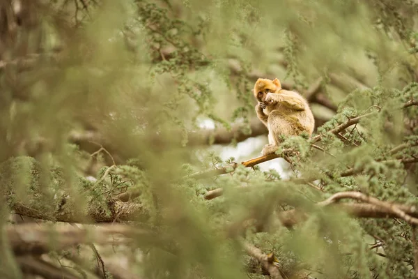 Sedir Ormanlarında Dinlenen Berberi Makak Maymunu Fas — Stok fotoğraf
